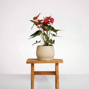 עציץ אנטוריום