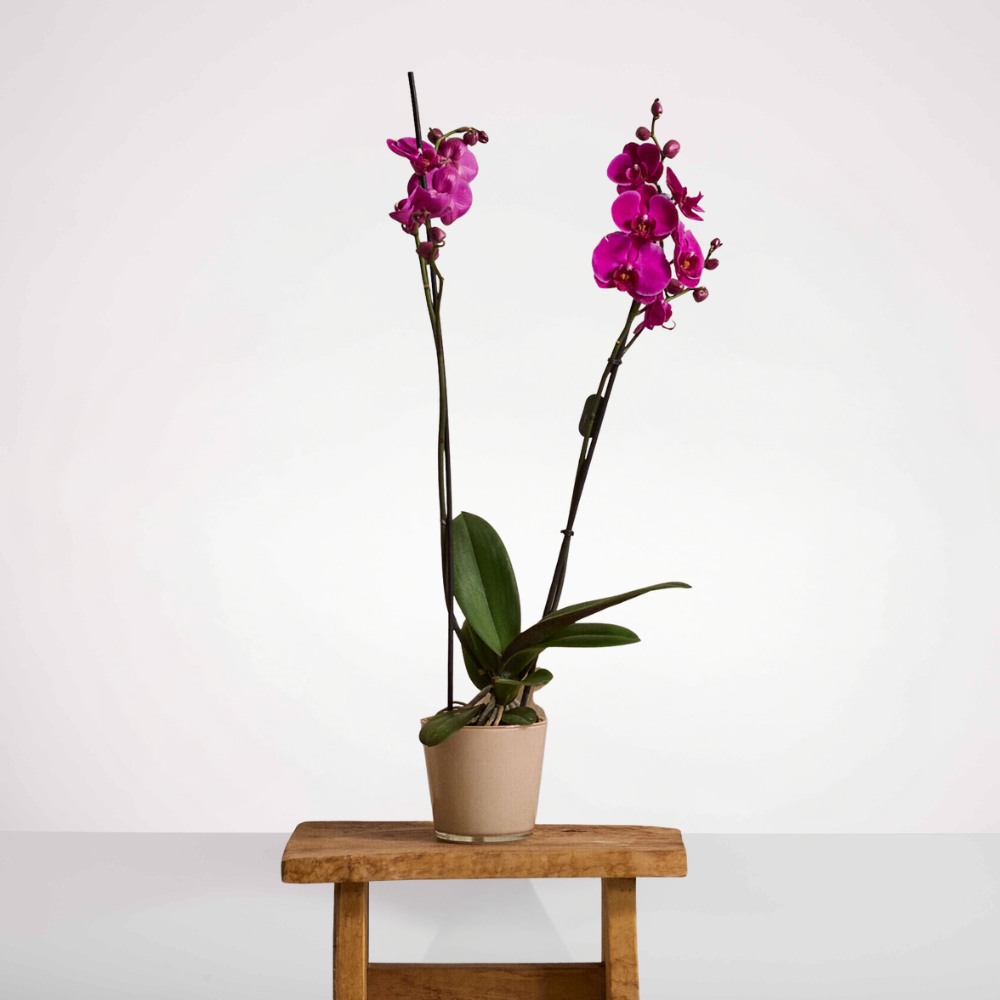 עציץ סחלב כפול - ורוד