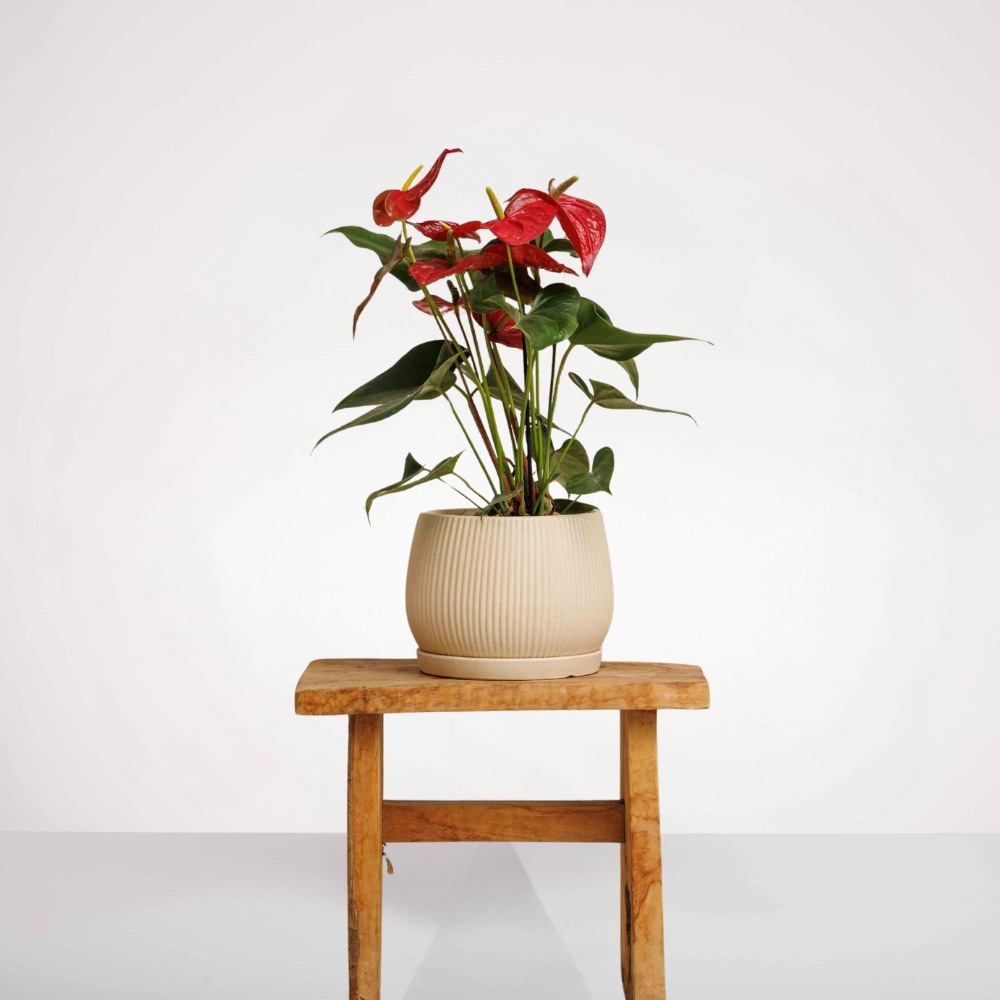 עציץ אנטוריום