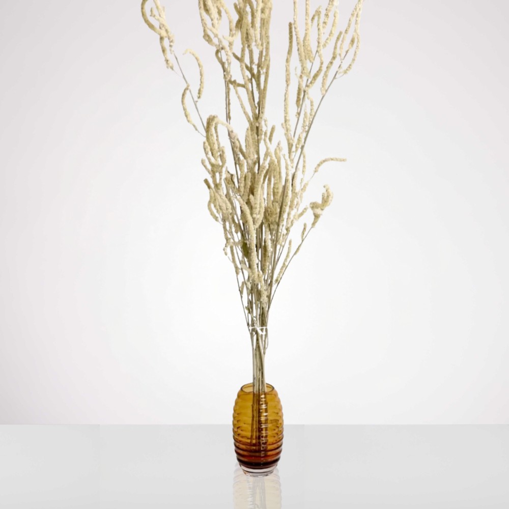 כיסופית מיובשת