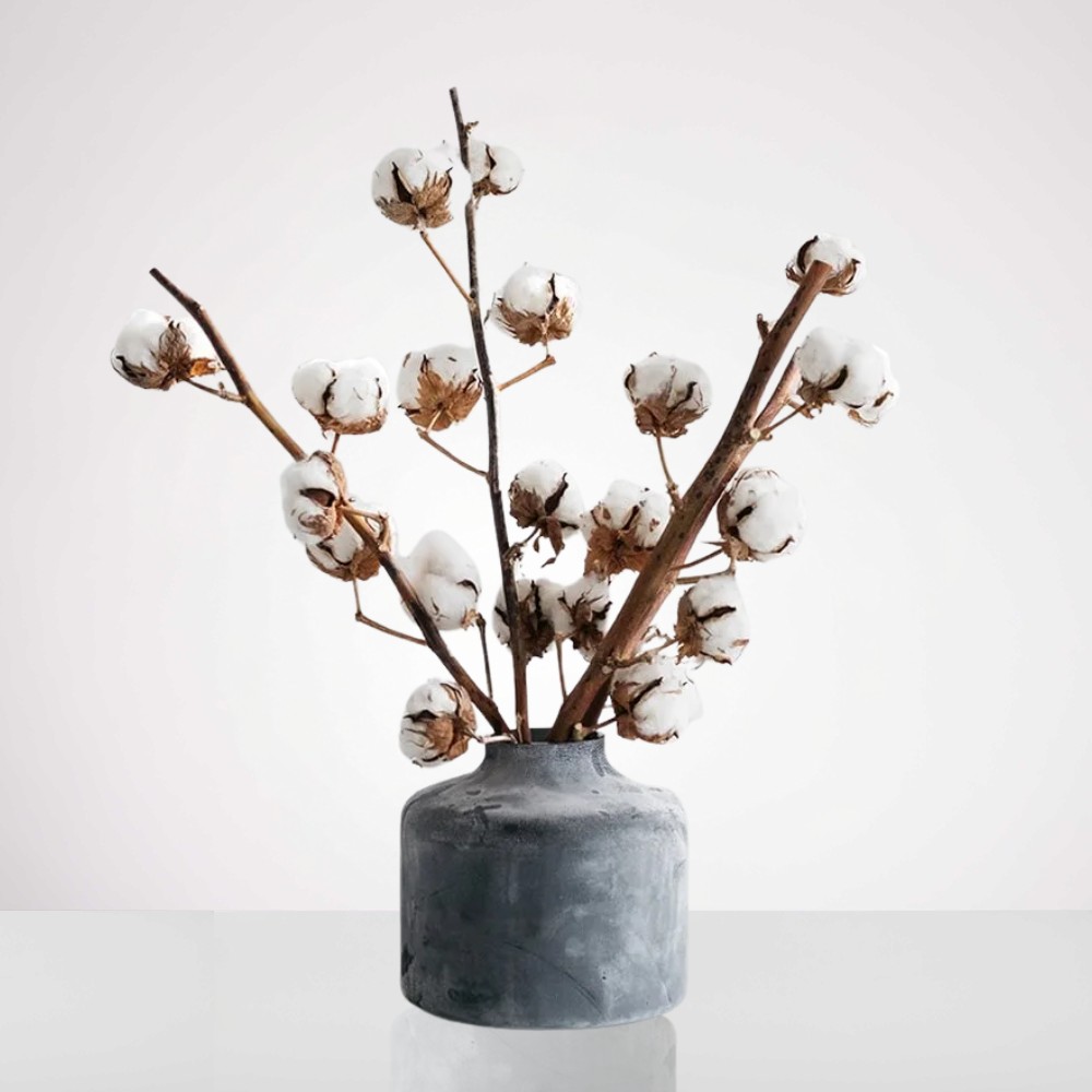 כותנה קיצית