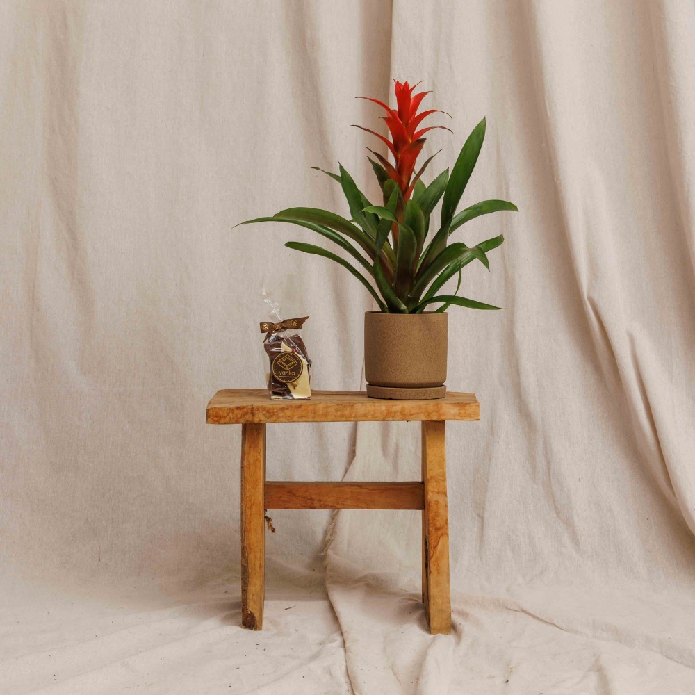 גוזמניה ושברי שוקולד