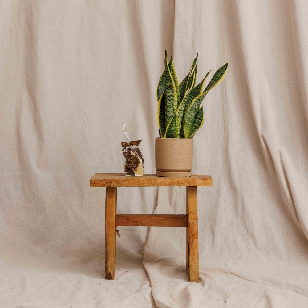 מארז סנסיווריה ושוקולד