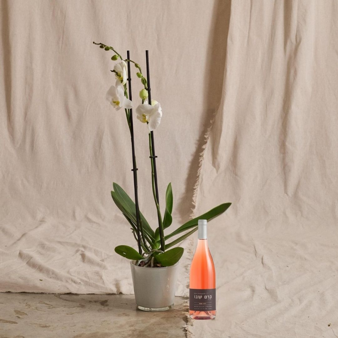 לבן על רוזה