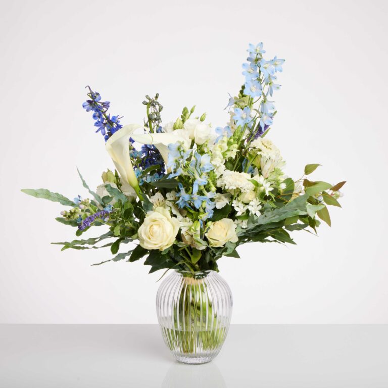 חלום כחול - ראשי