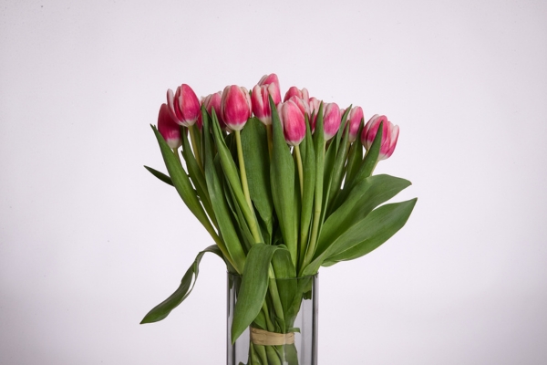 tulips