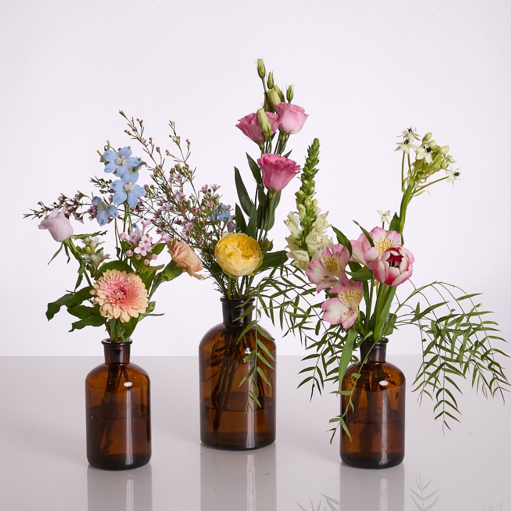 Wild Trio Amber – תמונה 2