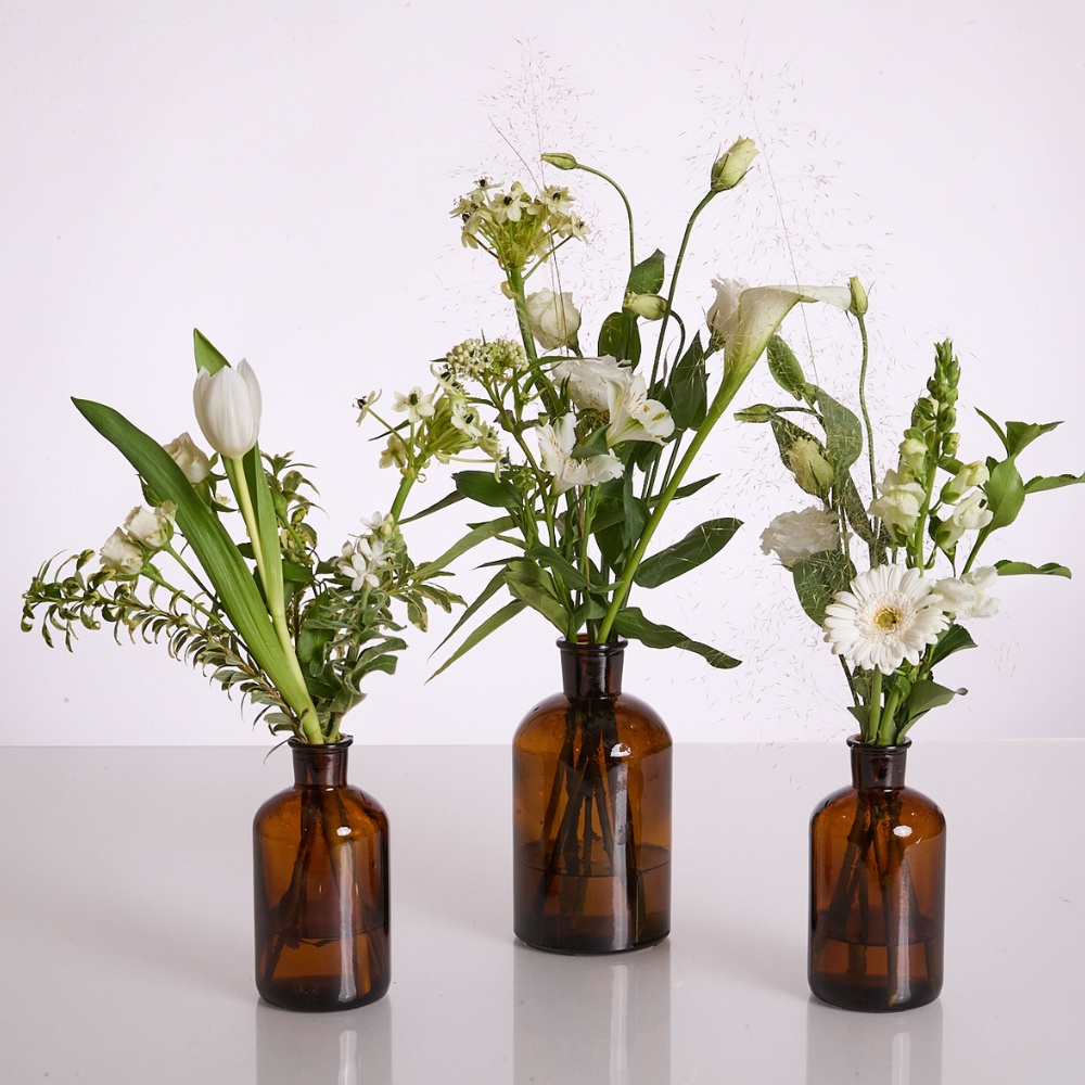 Wild Trio Amber – תמונה 3