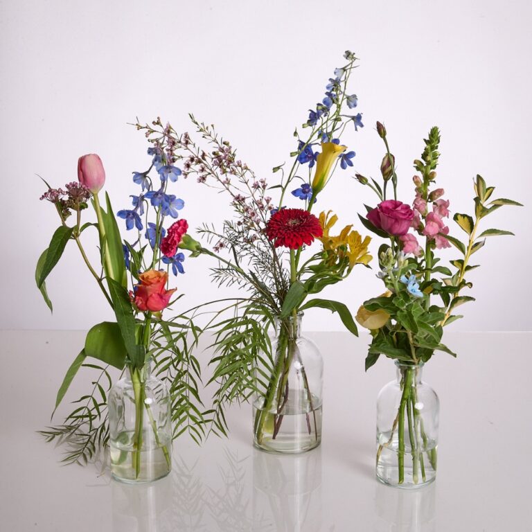 wild trio clear color - 1