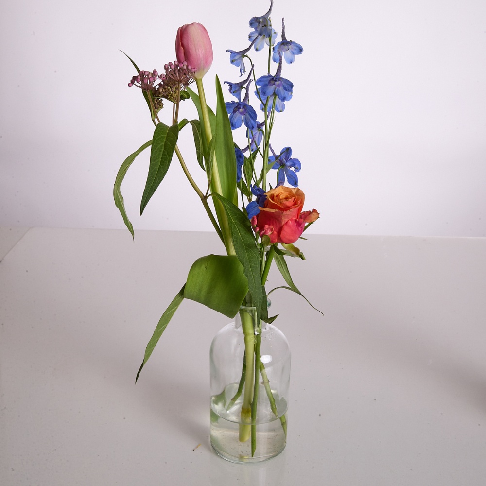 Wild Trio Clear – תמונה 2