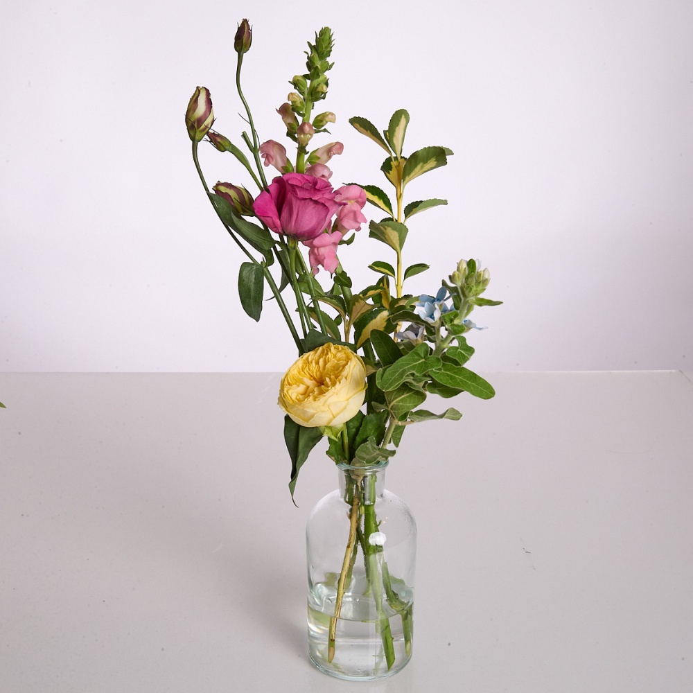 Wild Trio Clear – תמונה 3